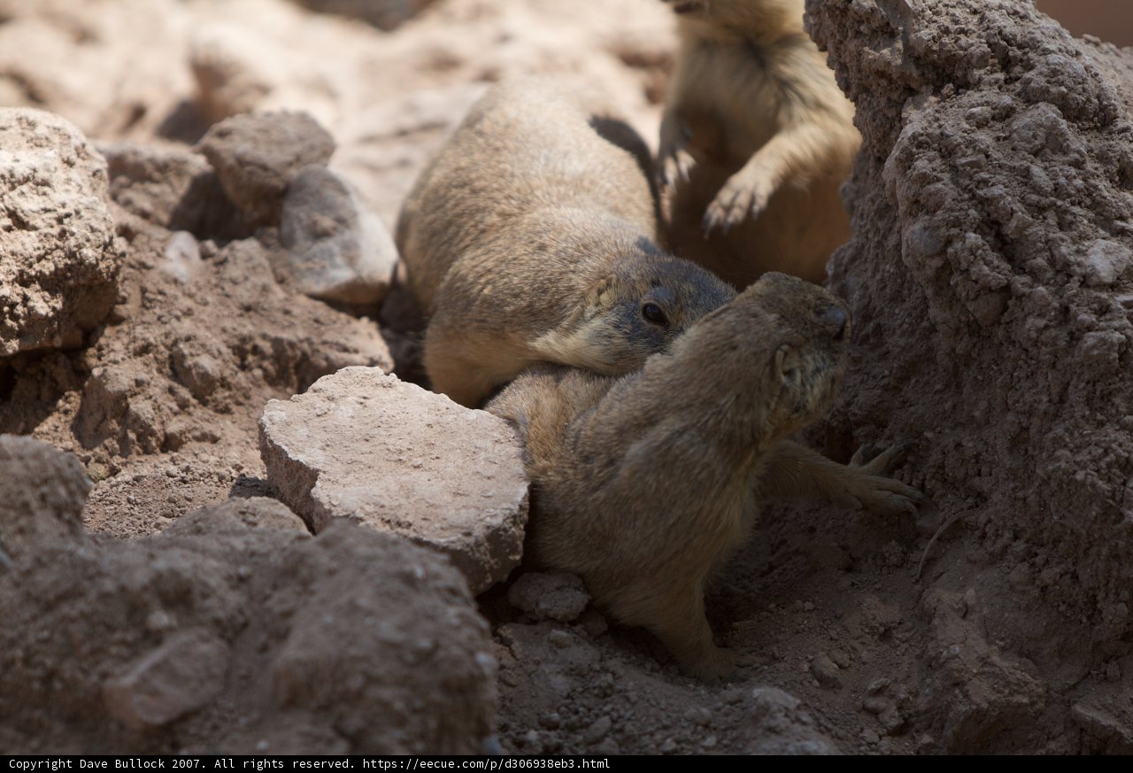 Two Ground Squirrels at Play