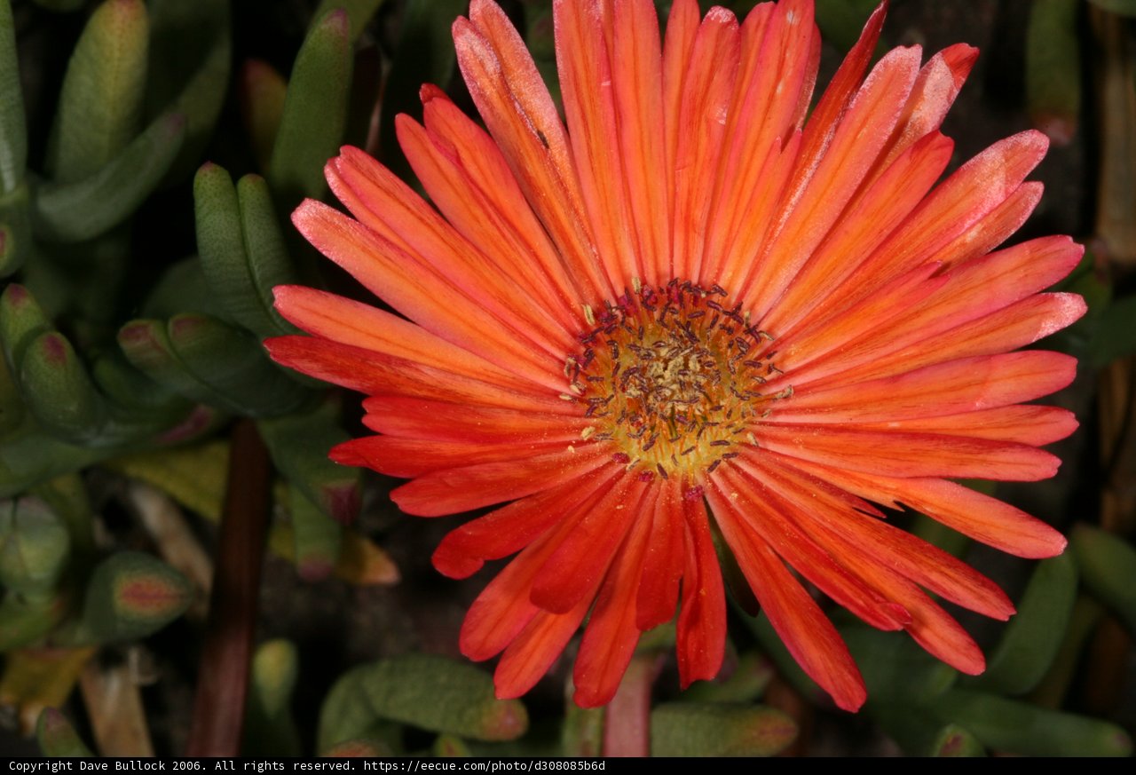 Vibrant Treasure Flower