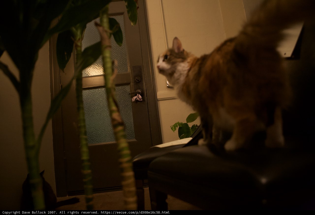 A Feline Night Watch