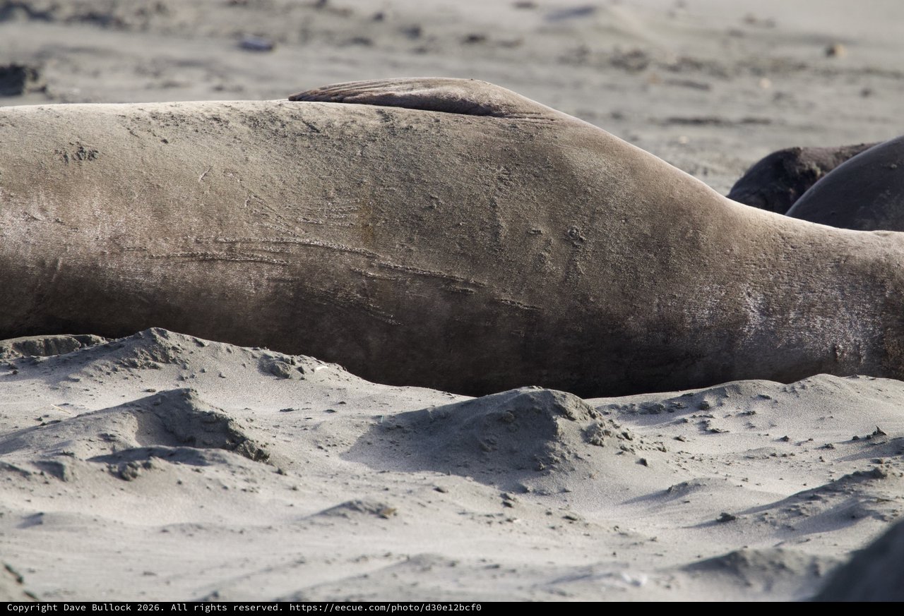 Elephant Seal Resting on Sandy Beach at Drakes Beach