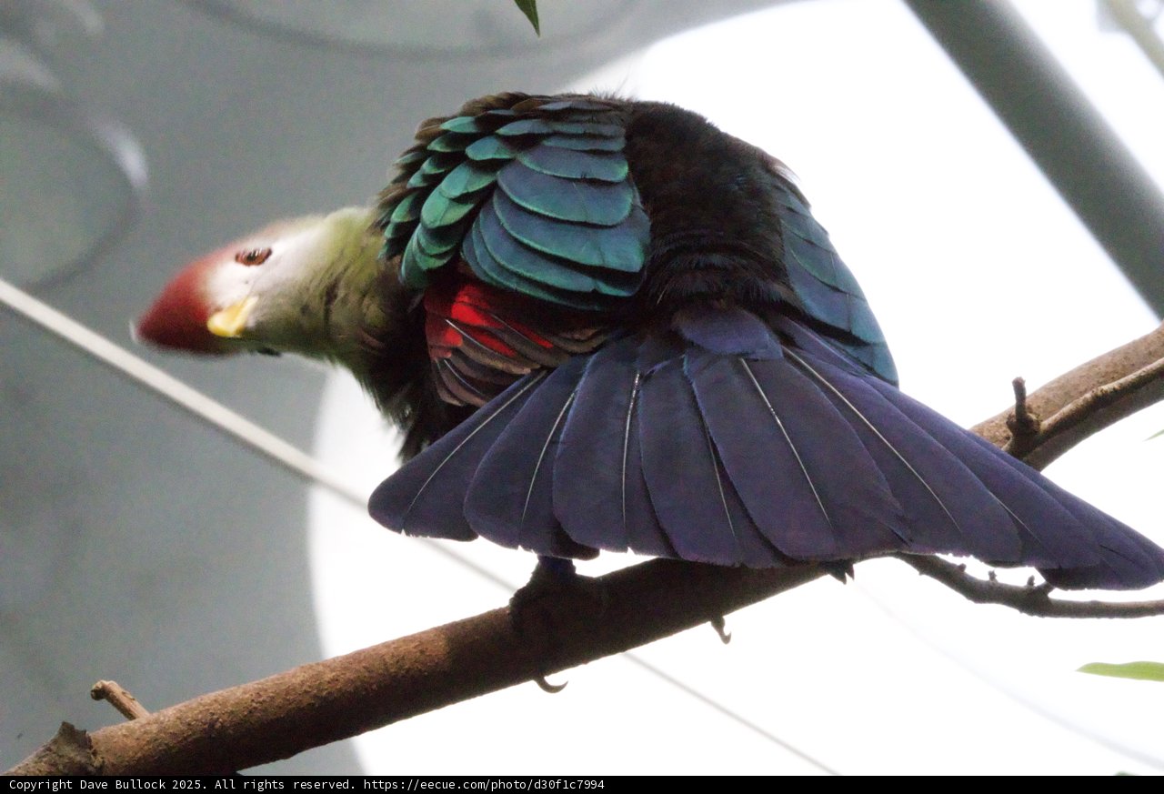 Vibrant Plumage in the Canopy