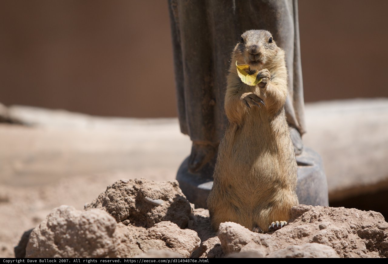 Banana-Eating Ground Squirrel