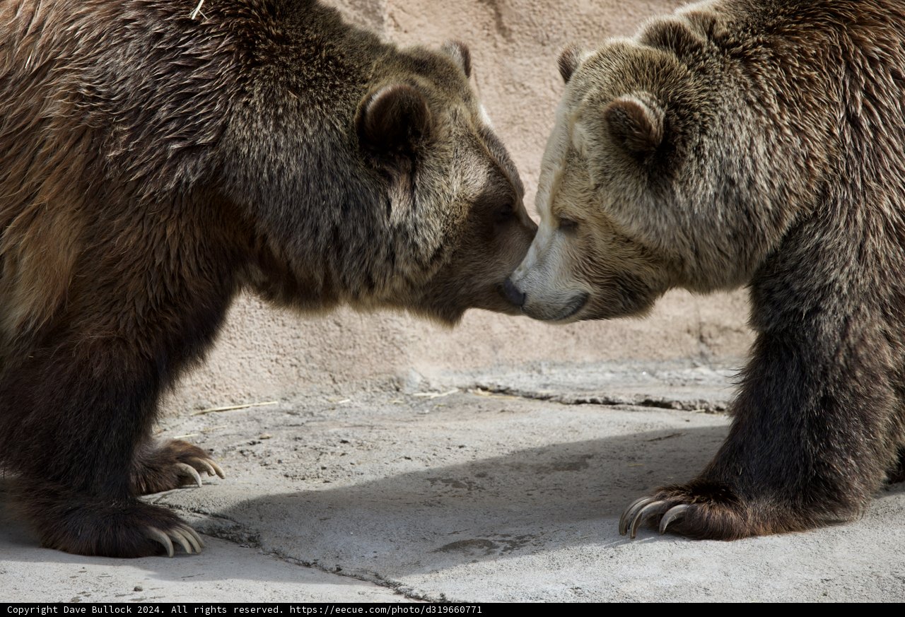 Love in the Animal Kingdom