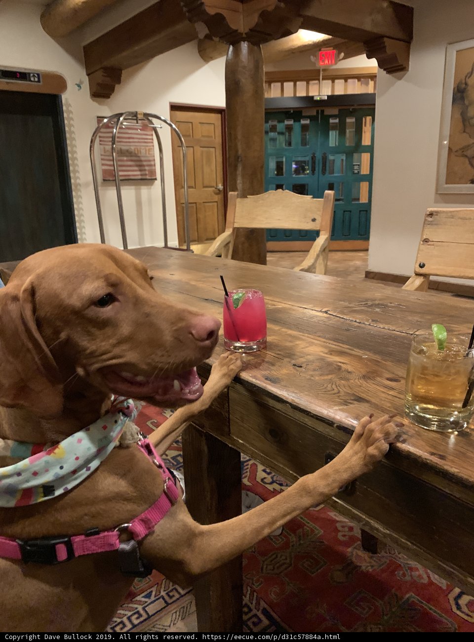 Pawsitively Quenched