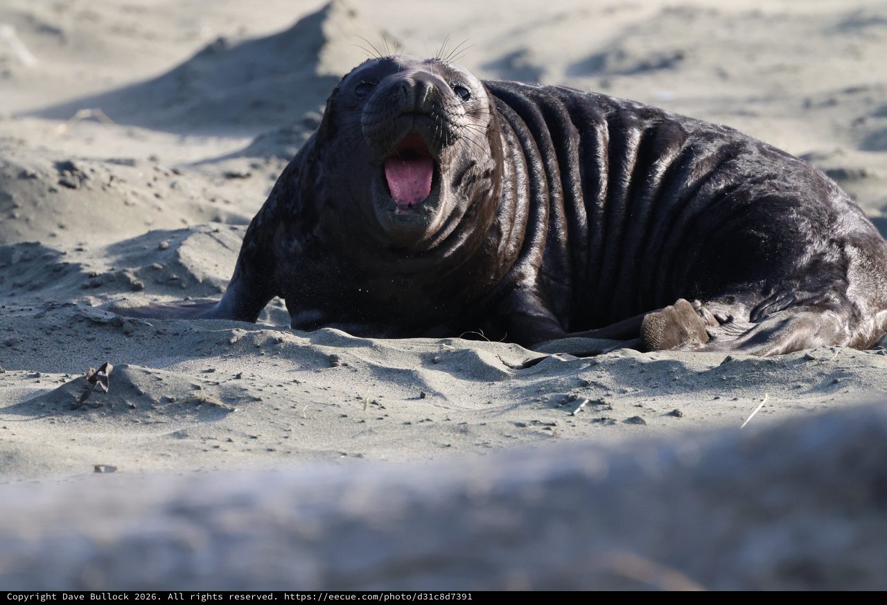 Young Elephant Seal Pup Vocalizing on Sandy Beach