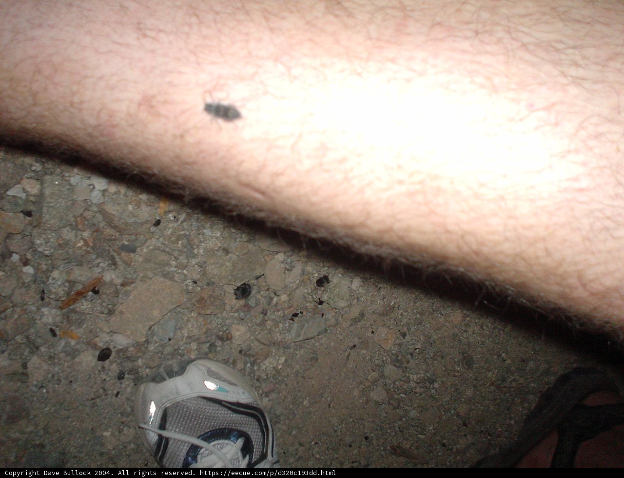 The Mysterious Black Dot