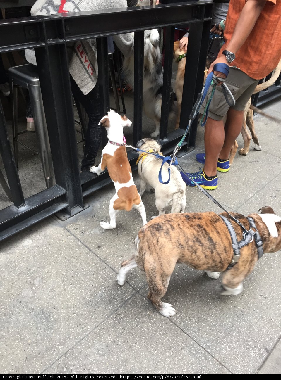 Walking the Hounds