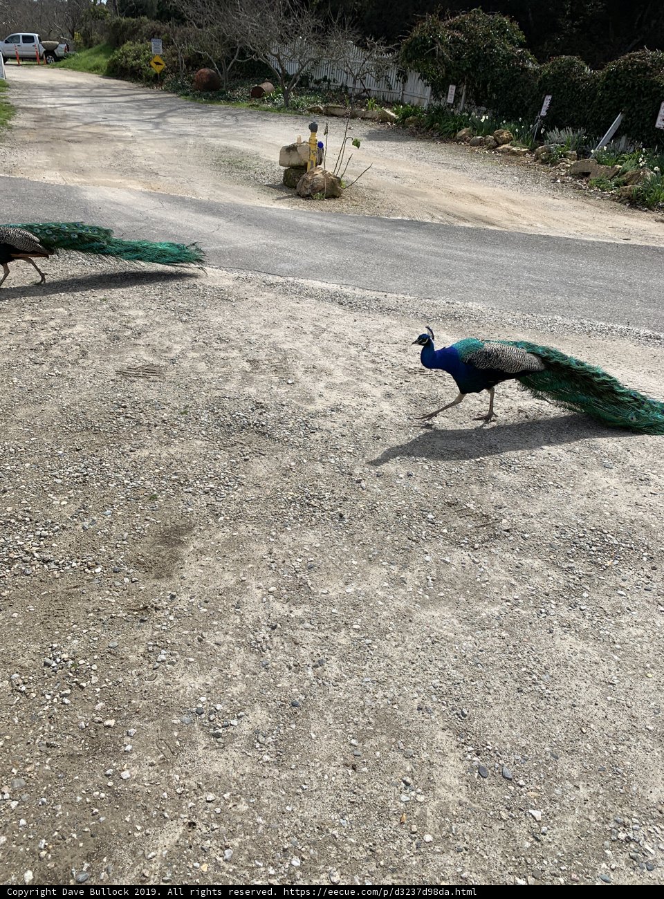 Peacock Pair on a Paved Path
