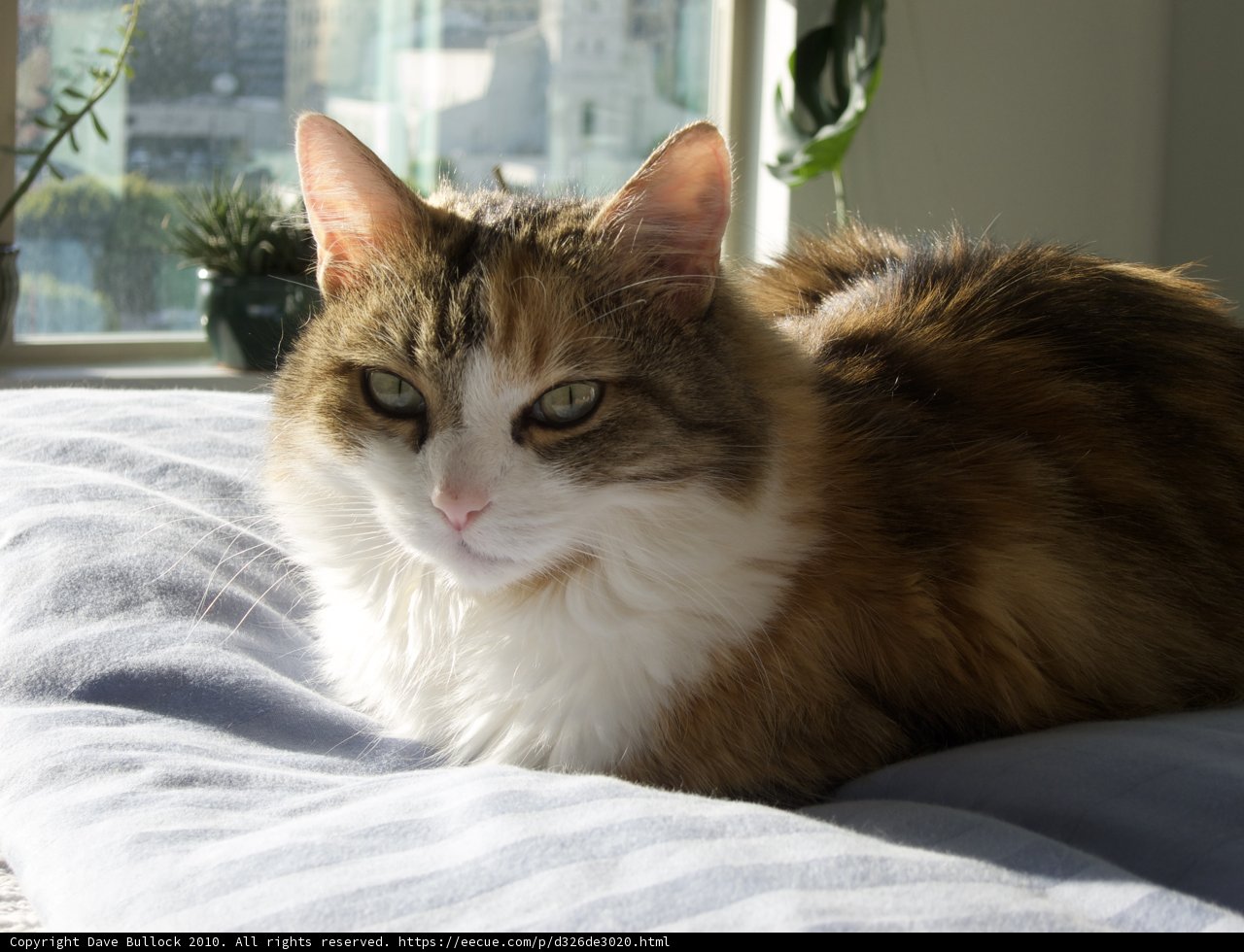 Lazy Afternoon Cat