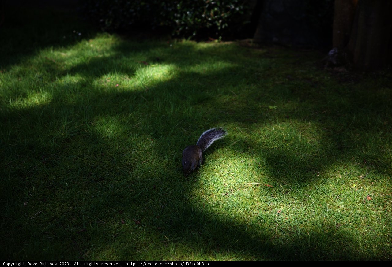 Squirrel Stroll in the Japanese Tea Garden