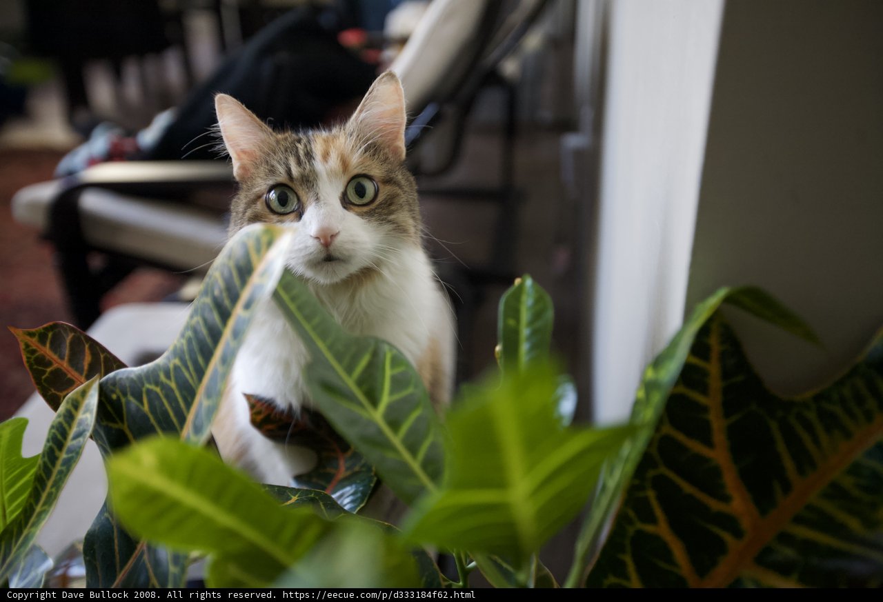 The Feline Gardener
