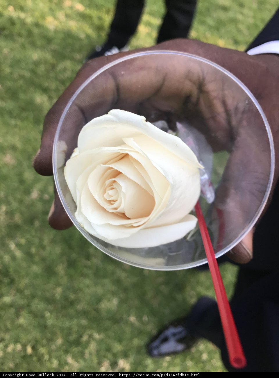 Delicate Beauty in Glass