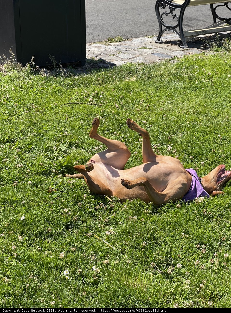 Grassy Sunbathing