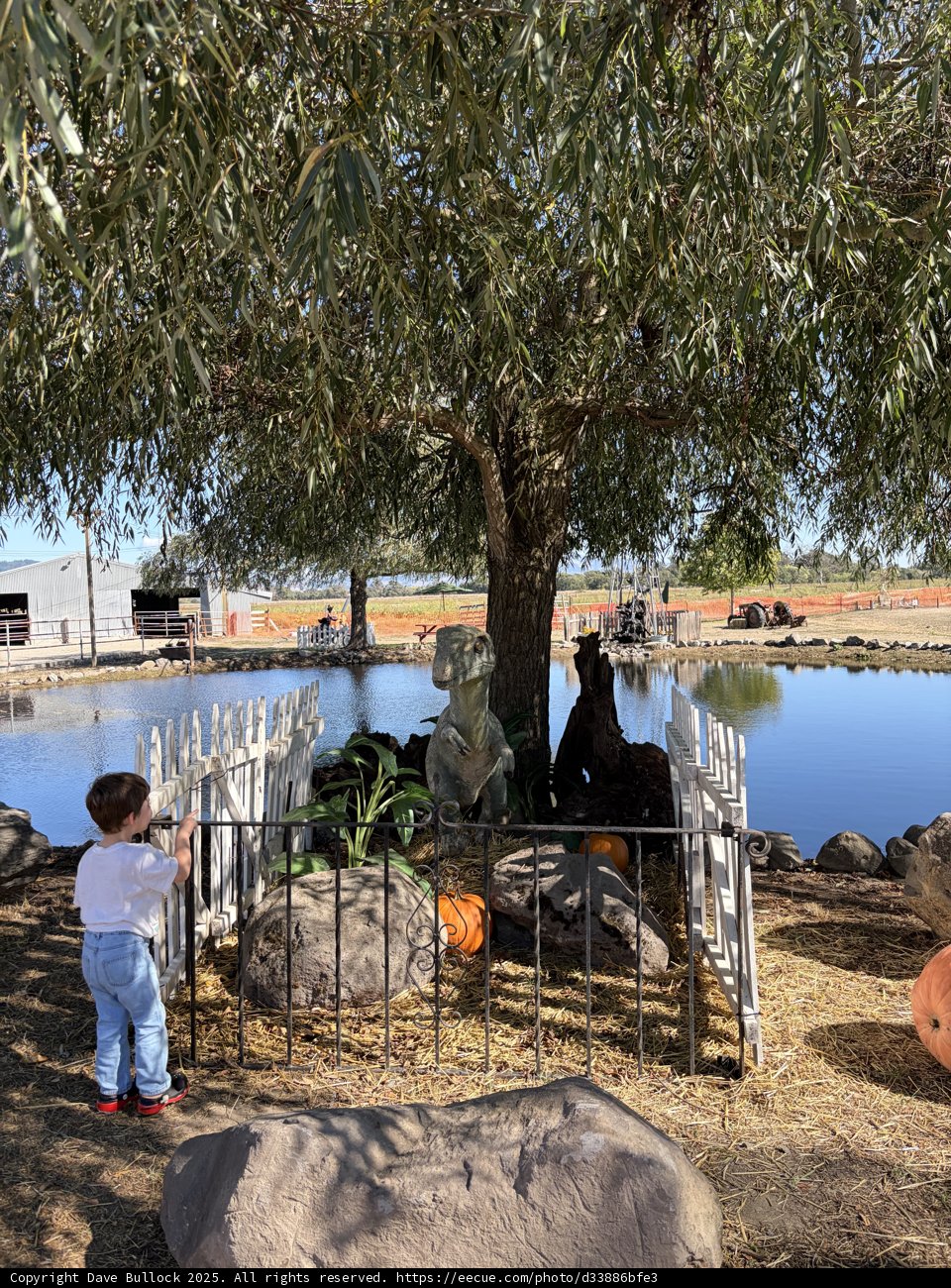 A Curious Encounter by the Pond
