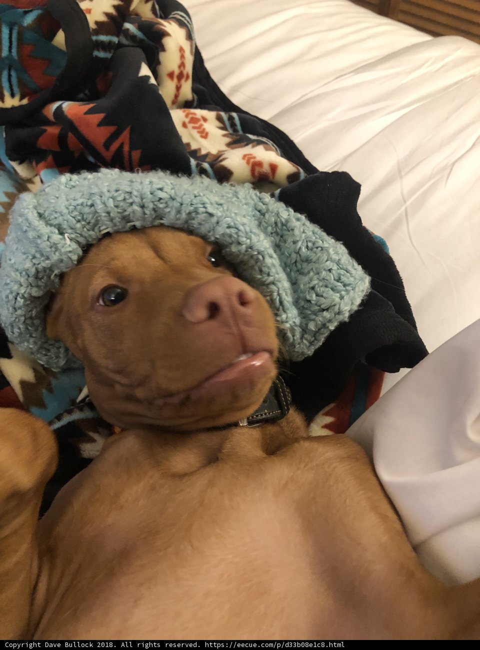 The Hat Dog