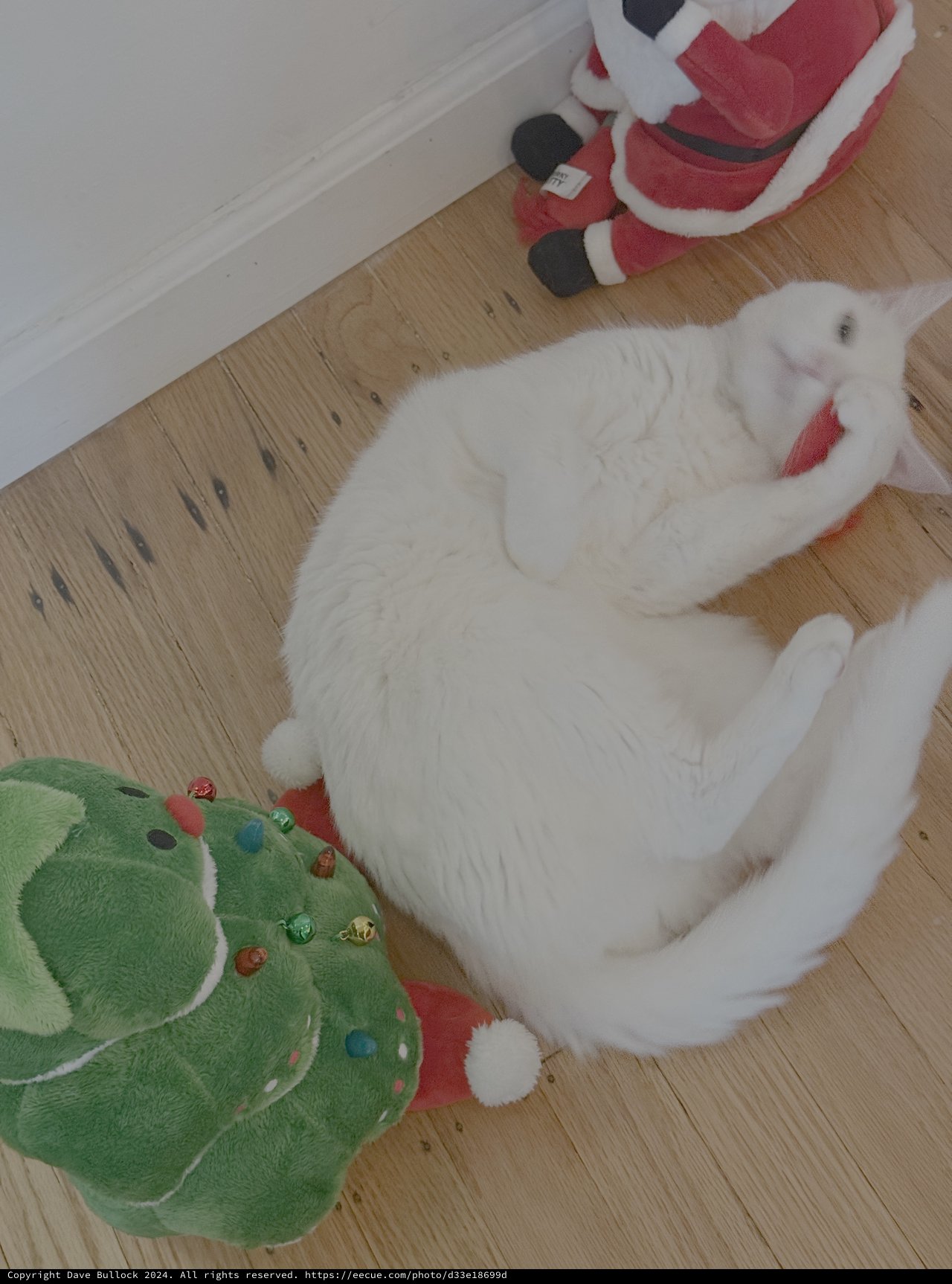 White Cat Playing with Christmas Toys Indoors