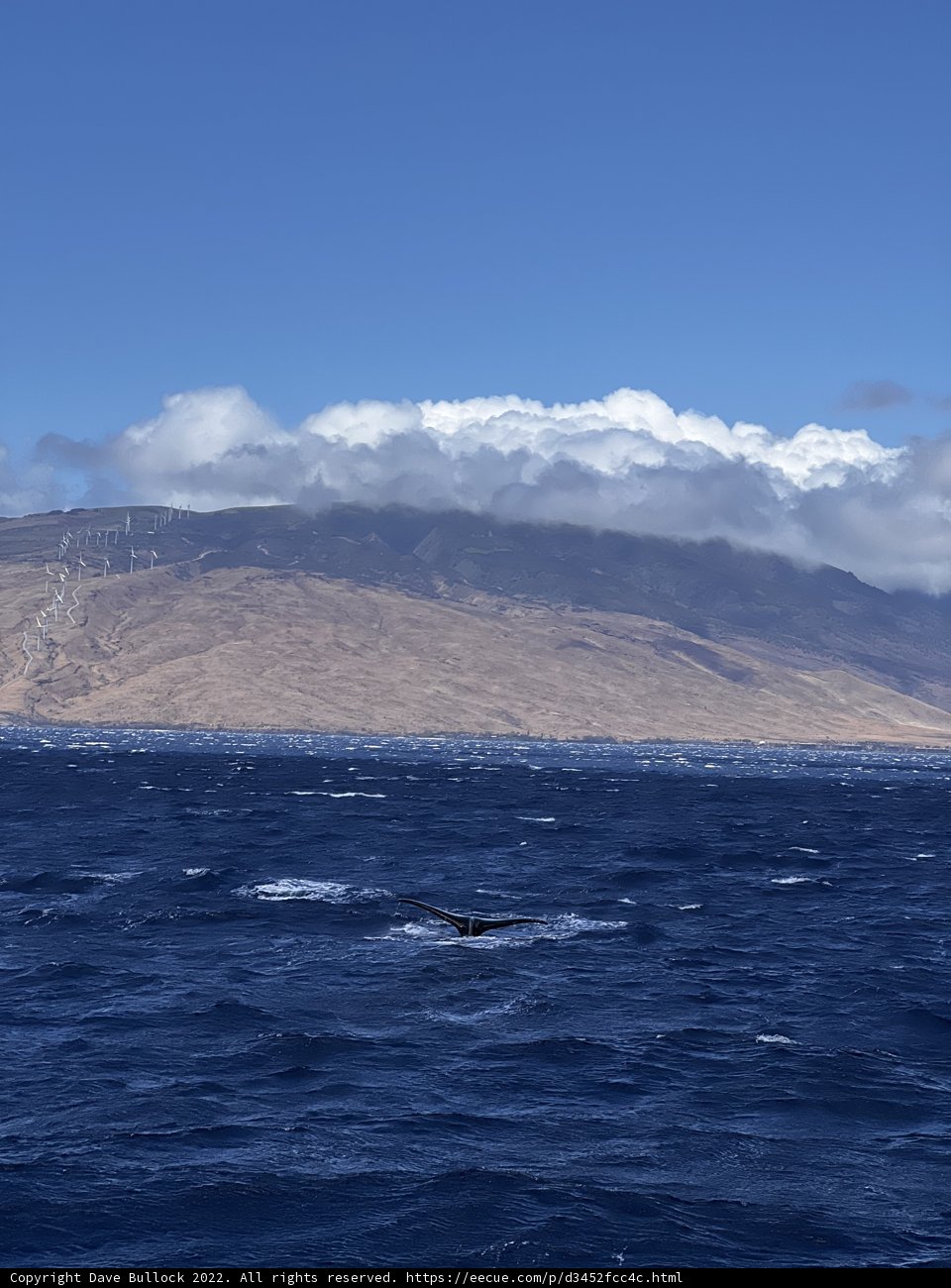 Majestic Humpback Whale Swimming in the North Pacific