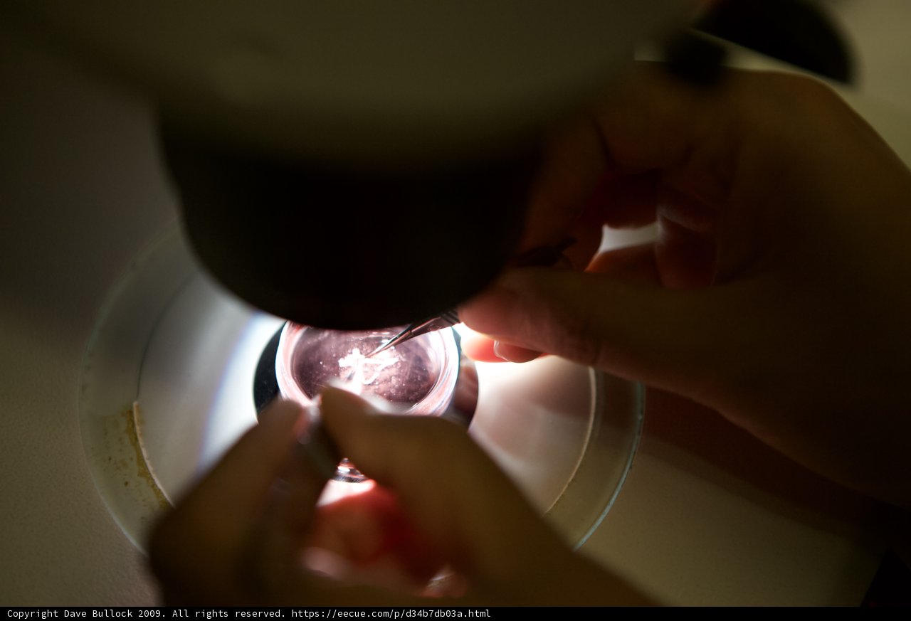 Microscopic Observation of a Light Bulb