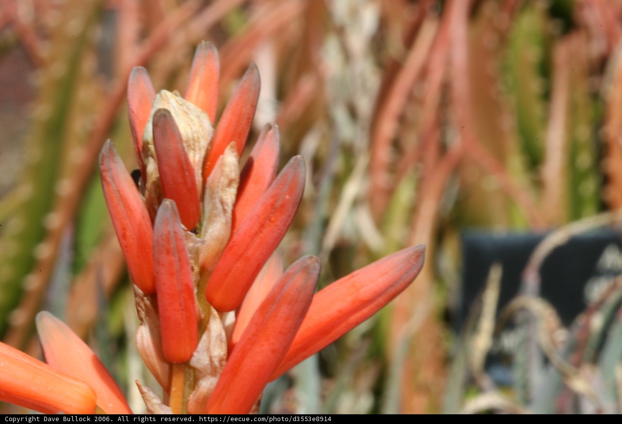 Red Blooms Up Close