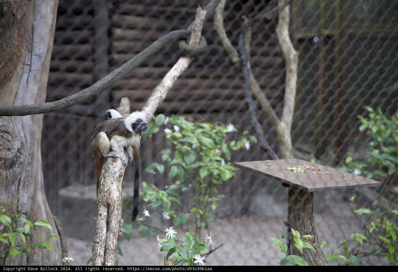 Jungle Observations at Disneyworld