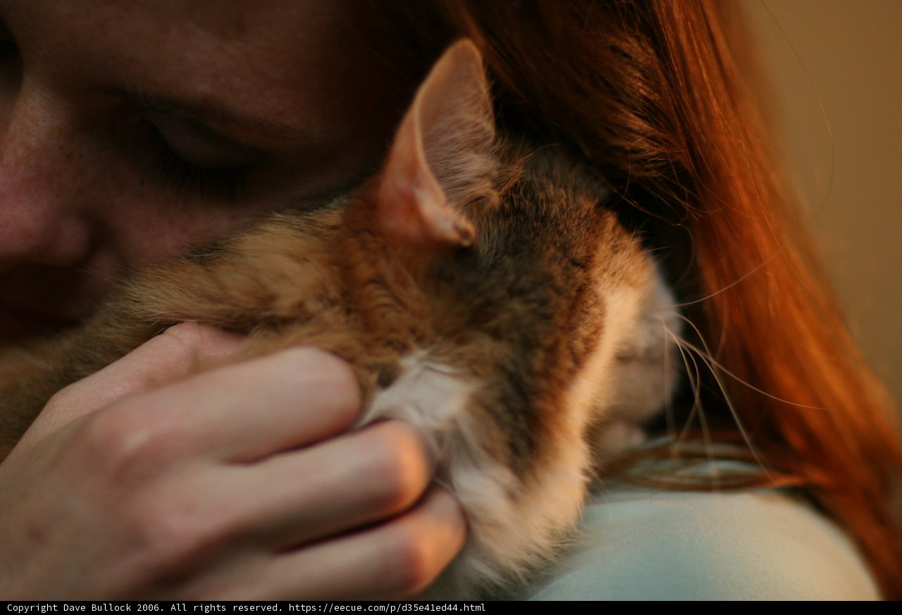 A Woman and Her Abyssinian Cat