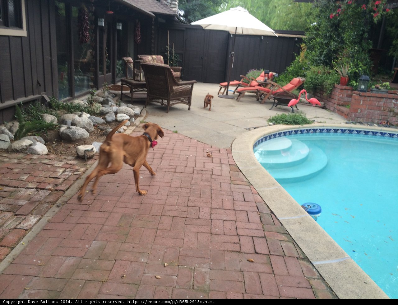 Playful Pups by the Pool