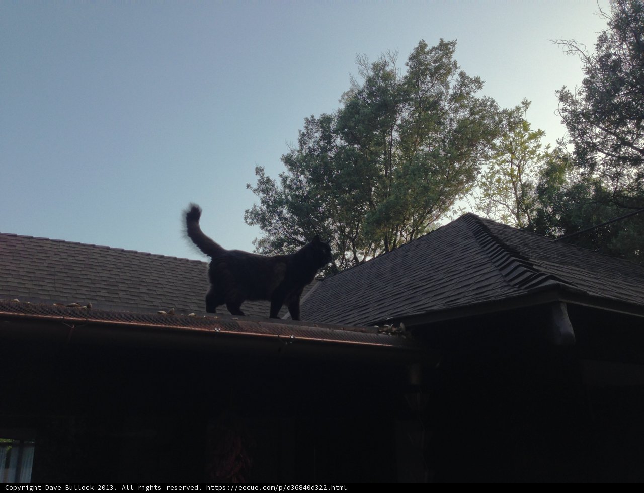 Feline Rooftop Gazing