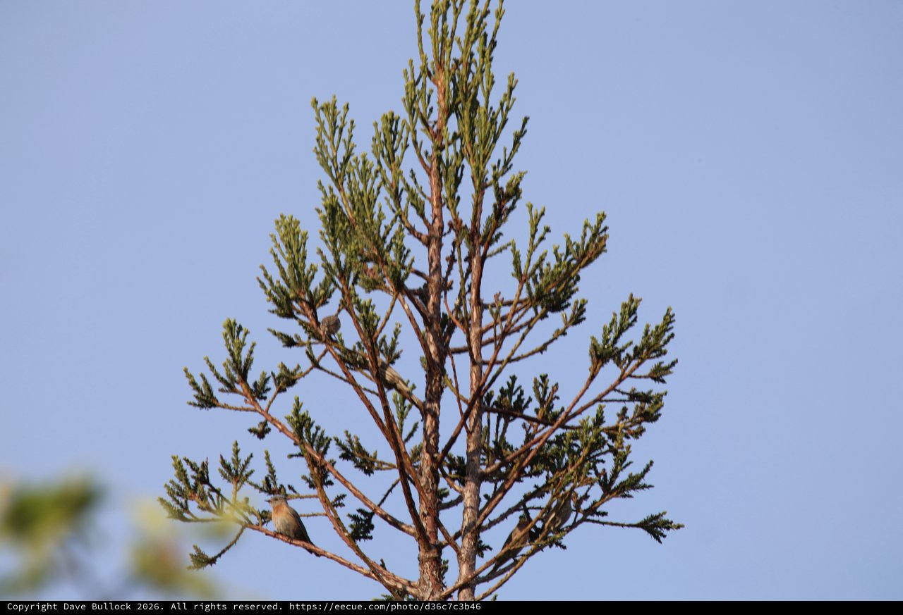 Western Bluebird Perched on Evergreen Branch at Dawn