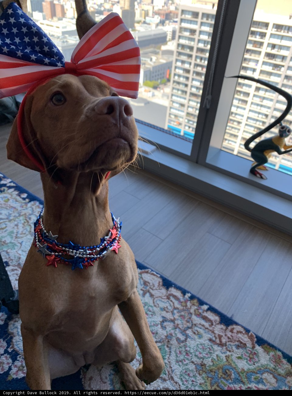 Patriotic Pup