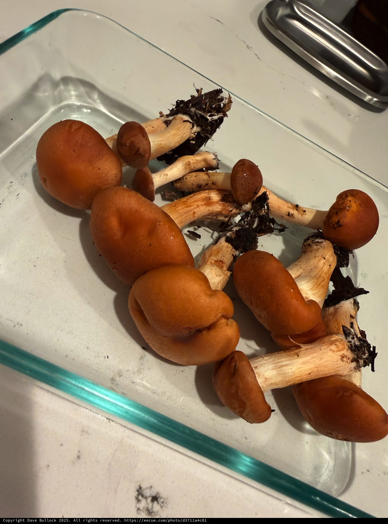 Fresh Foraged Wild Mushrooms on Glass Tray