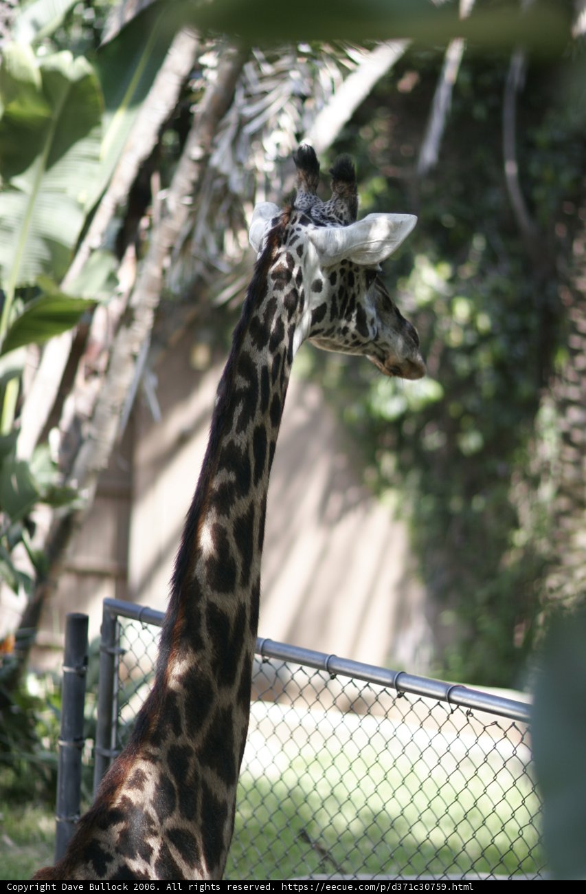 Giraffe at the Zoo