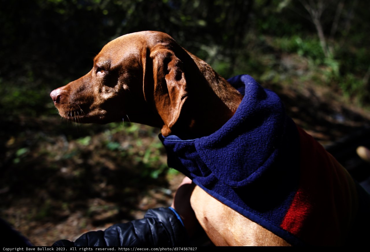 Stylish Pup's Napa Adventure