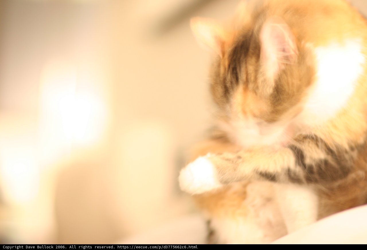Feline Grace