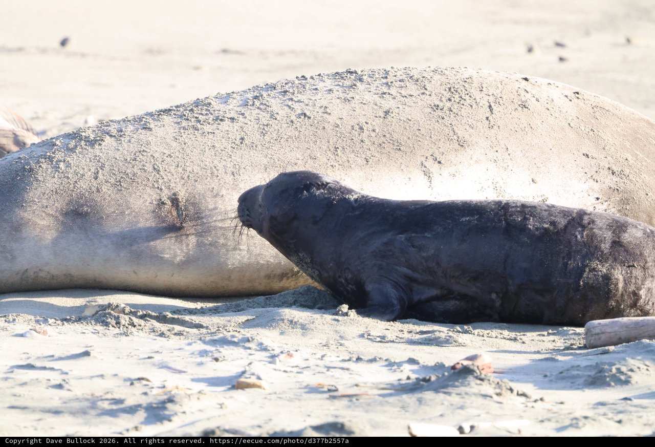 Elephant Seal Pup Nursing on Sandy Beach