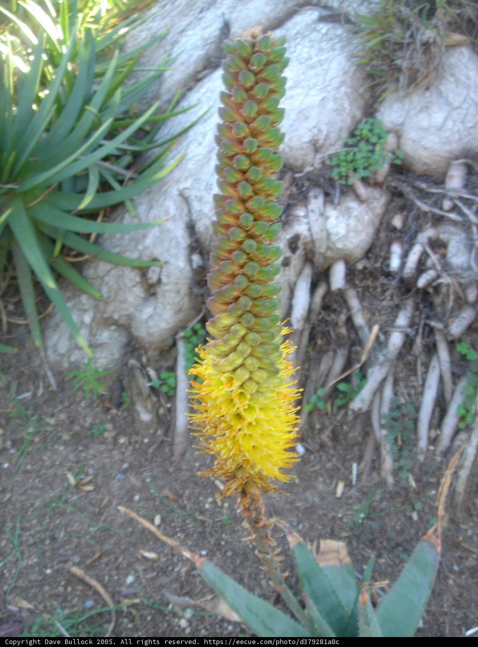 Bright Yellow Flower in the Garden