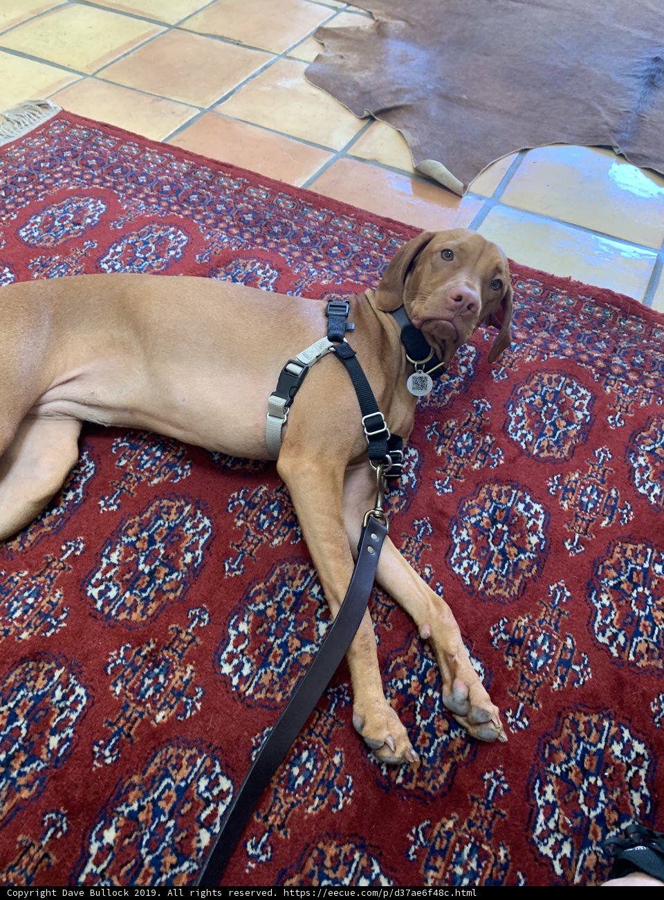 Furry Friend on a Chic Rug