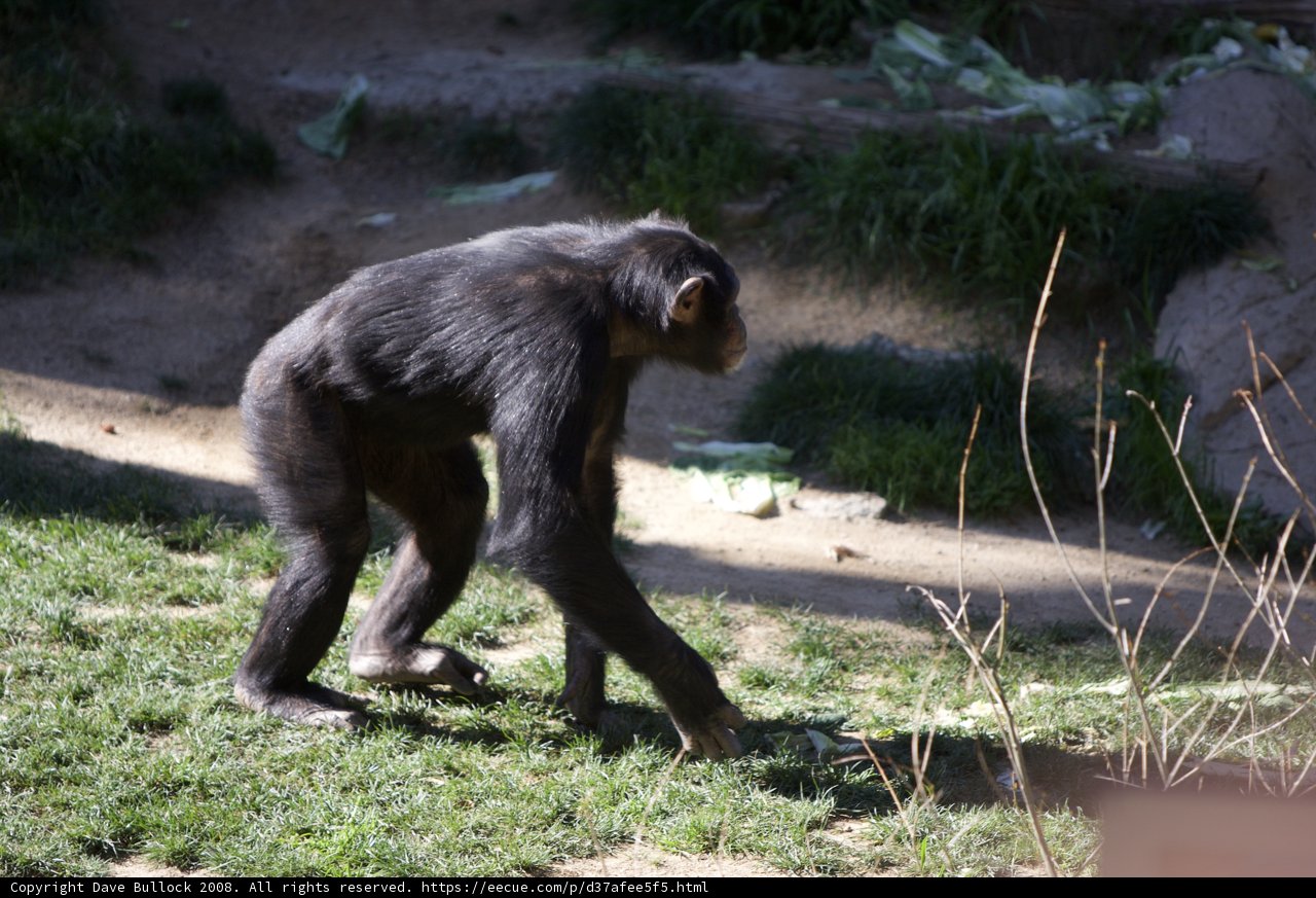 A Primate's Tranquil Stroll