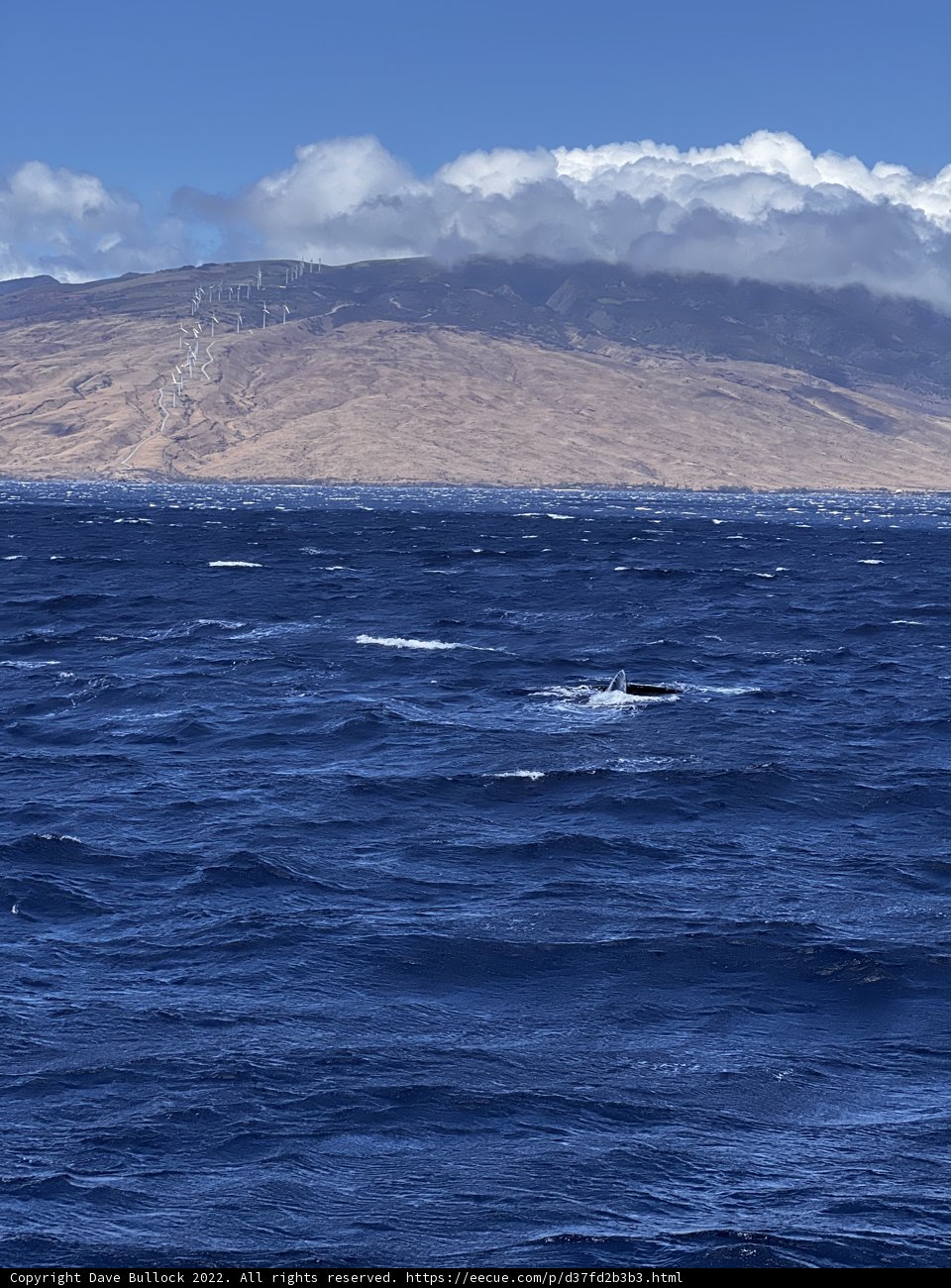 Majestic Humpback Whale Swimming in the North Pacific