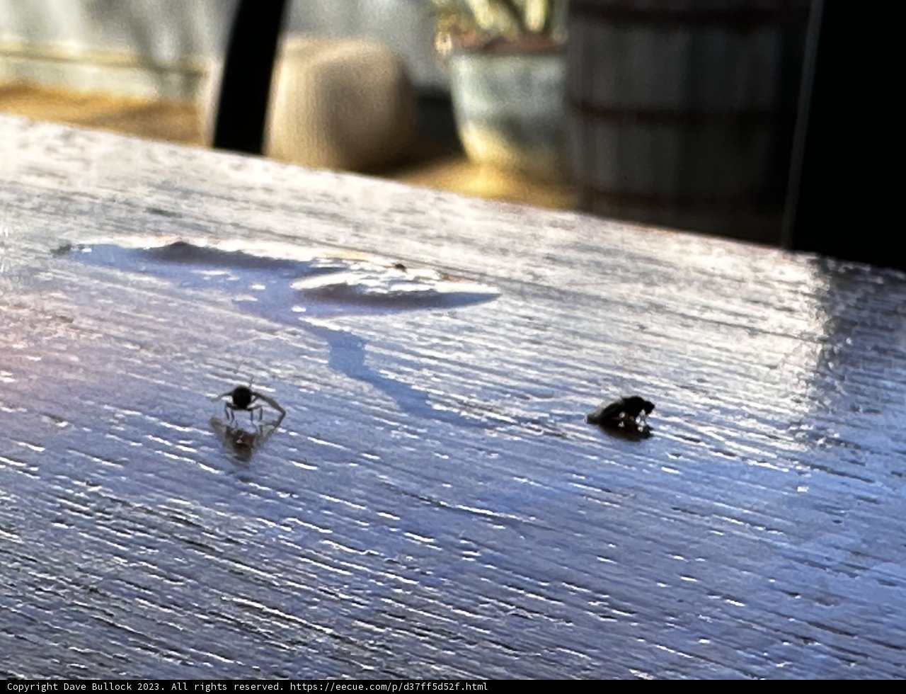 Tiny Creatures on a Wooden Table