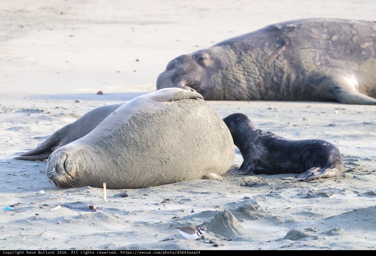 Elephant Seal Colony Resting on Sandy Beach