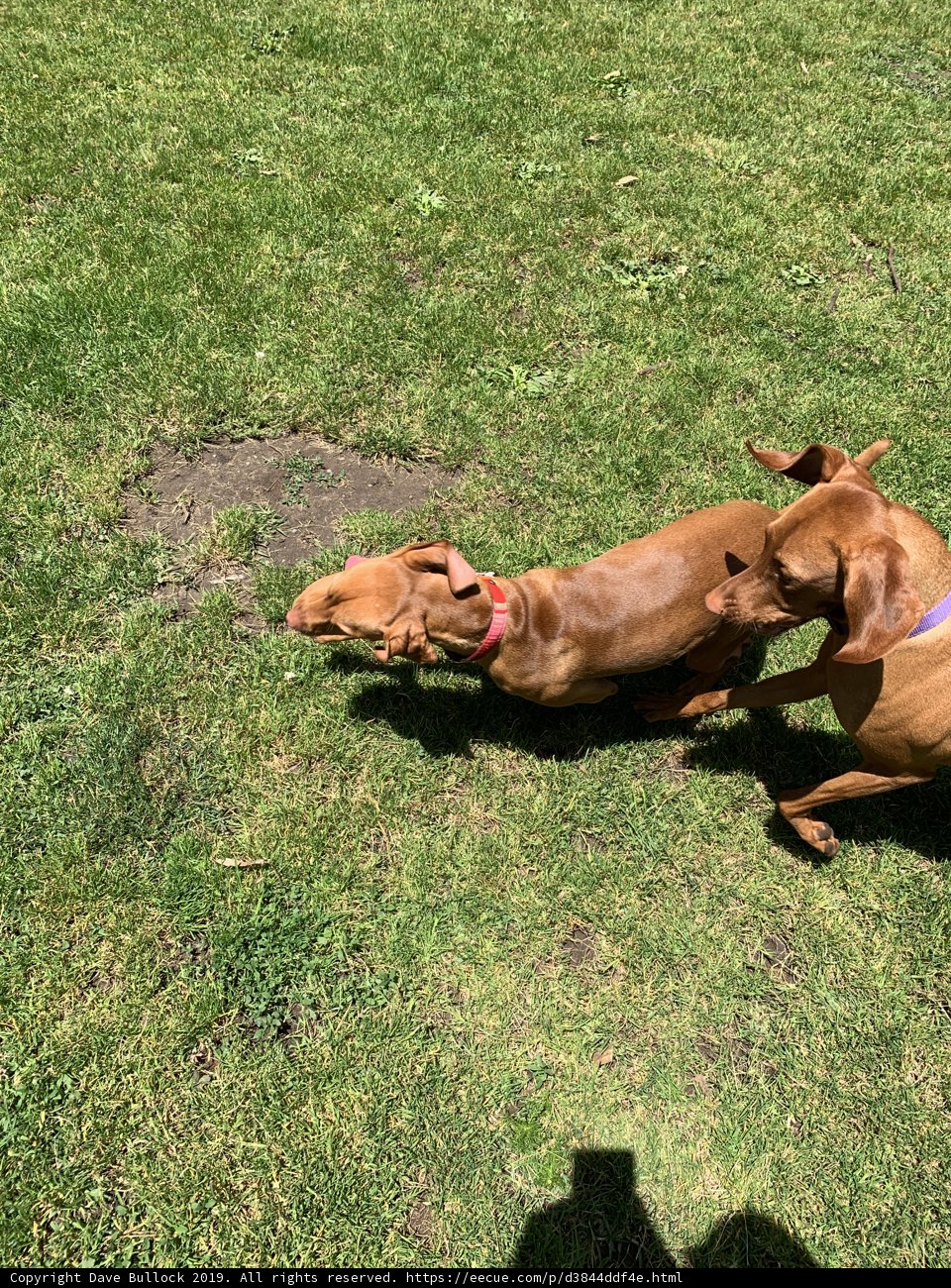 Two Canine Pals Playing in the Grass