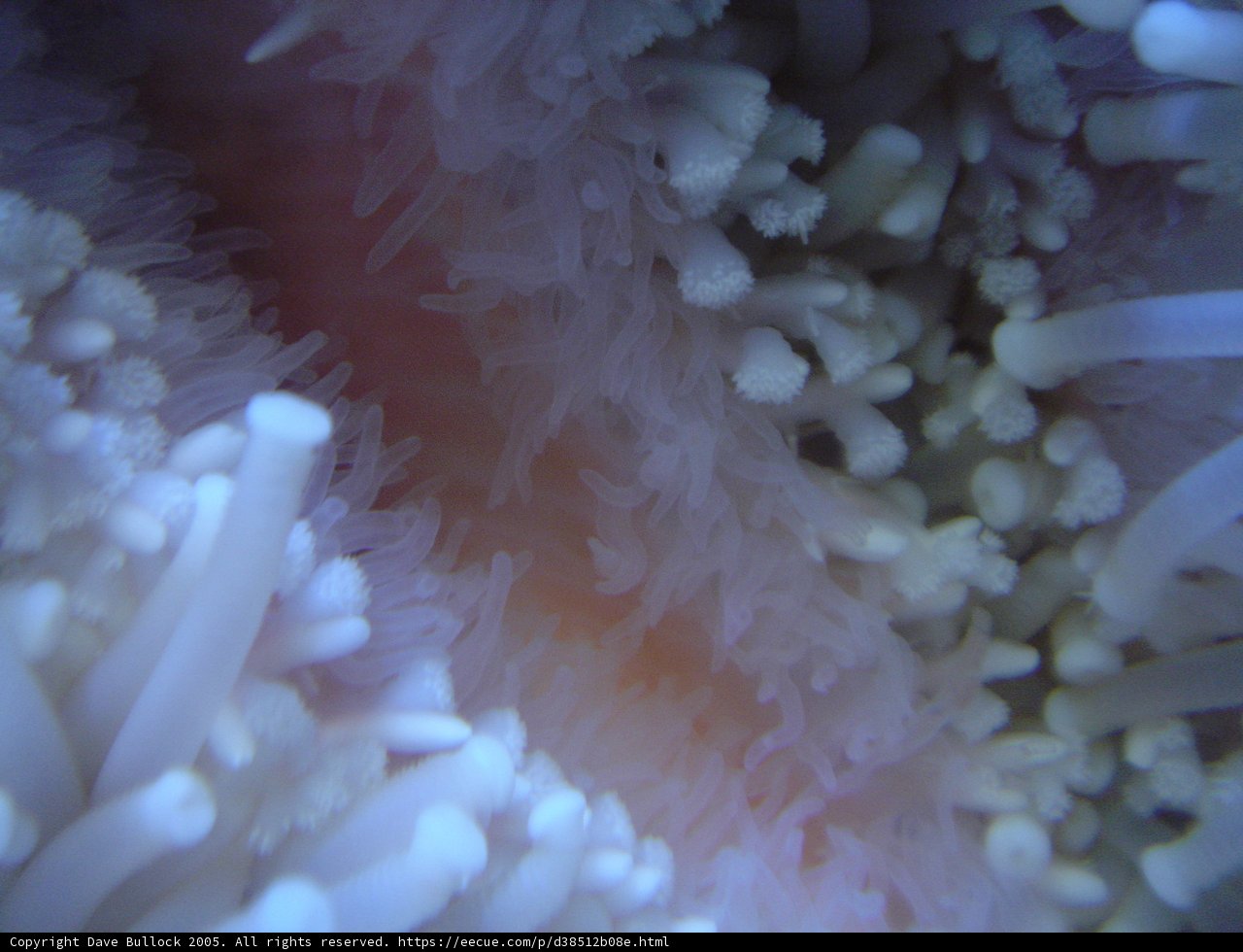 Underwater Beauty: Delightful Pink and White Coral