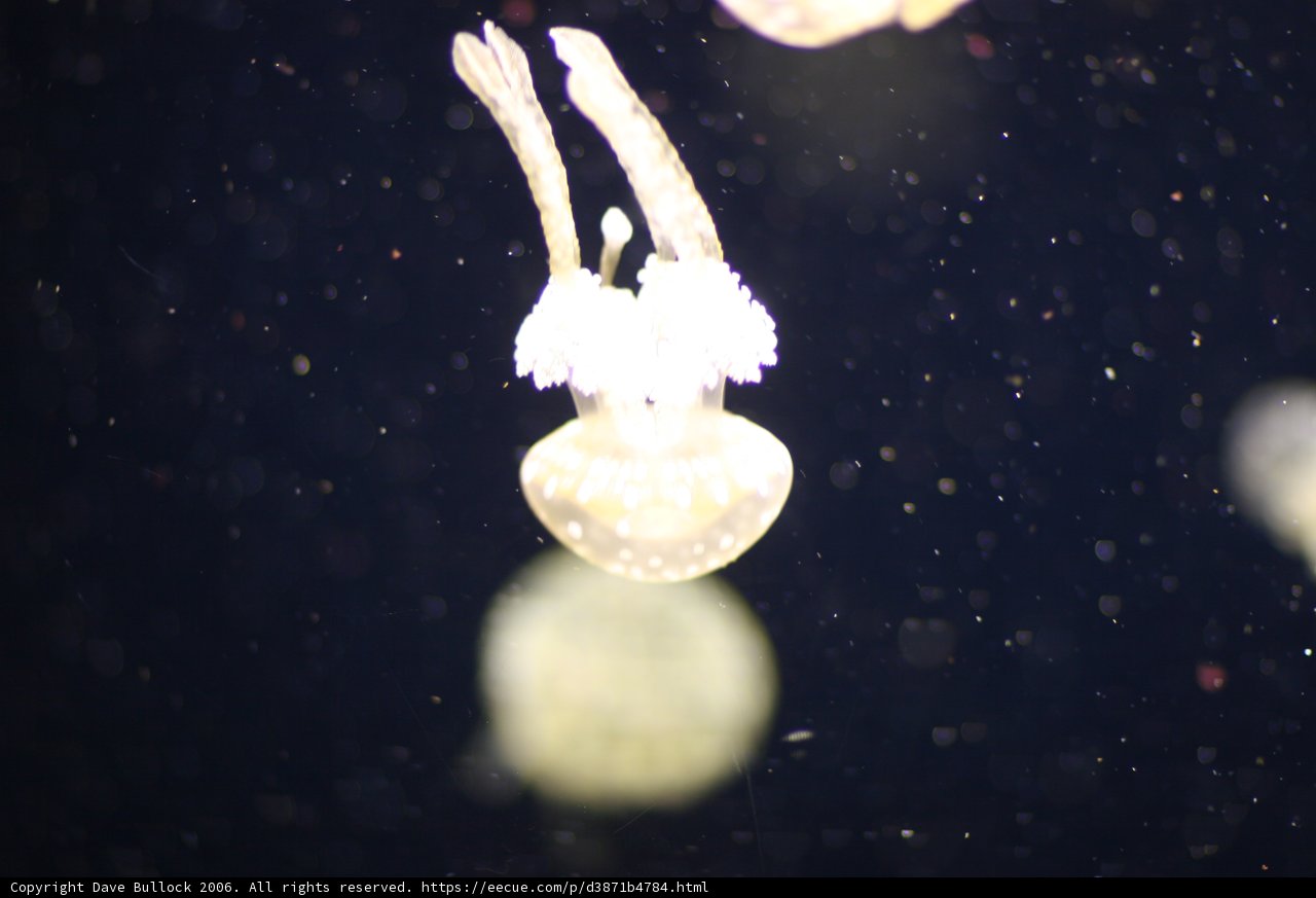 Graceful Jellyfish Glide