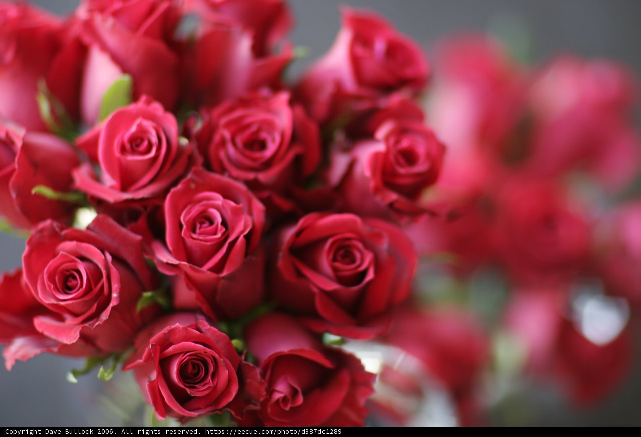 A Stunning Bouquet of 11 Red Roses