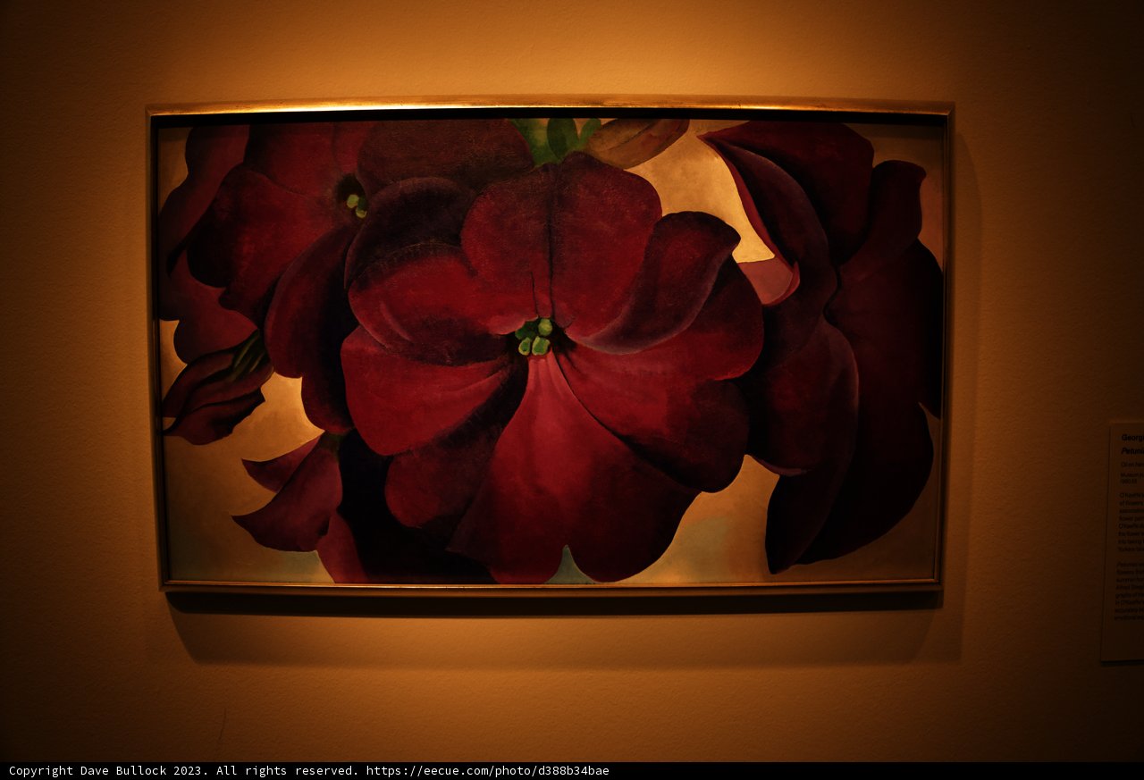 Vibrant Blossoms: A Study in Red