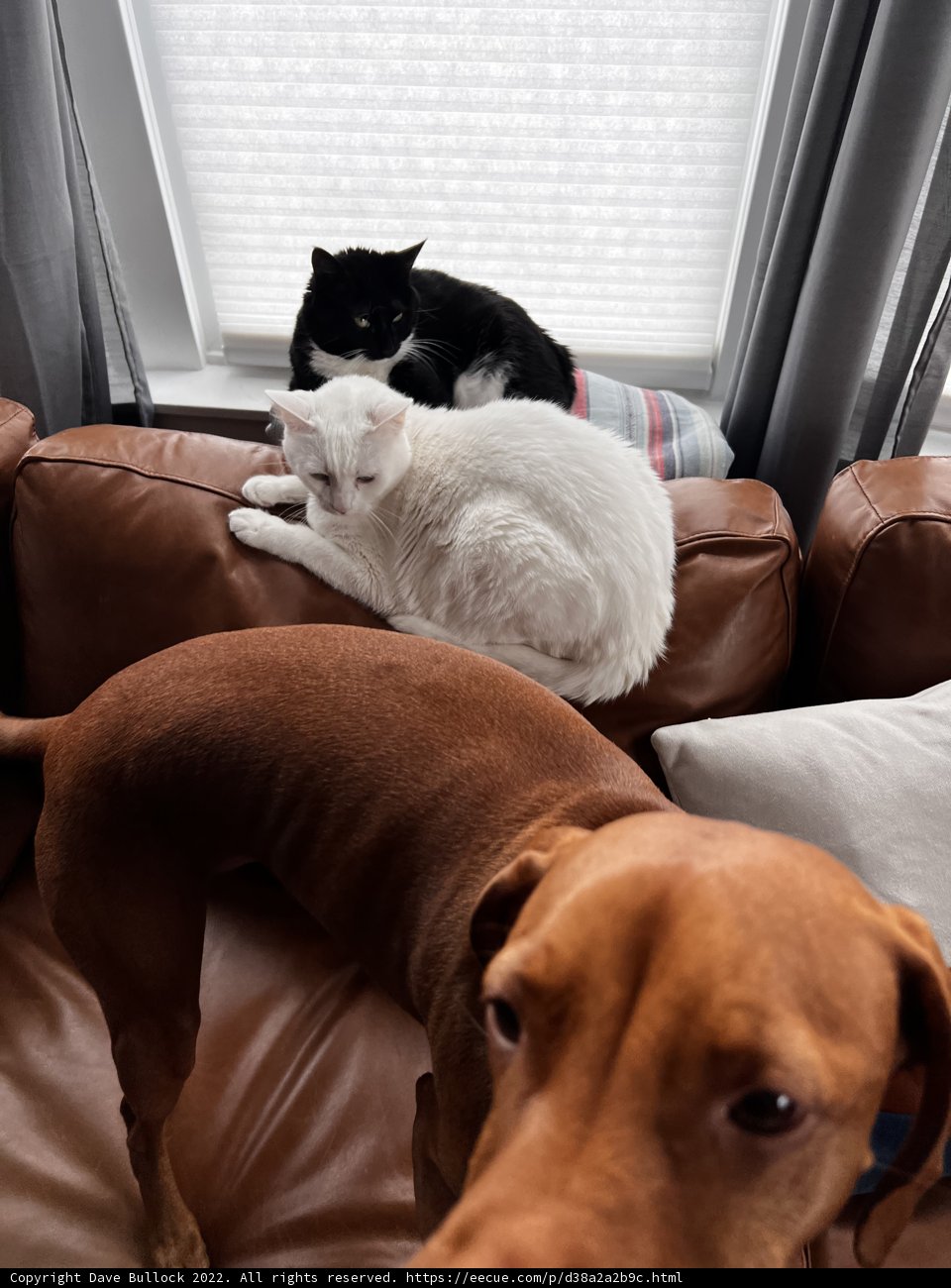 Furry Friends on the Couch