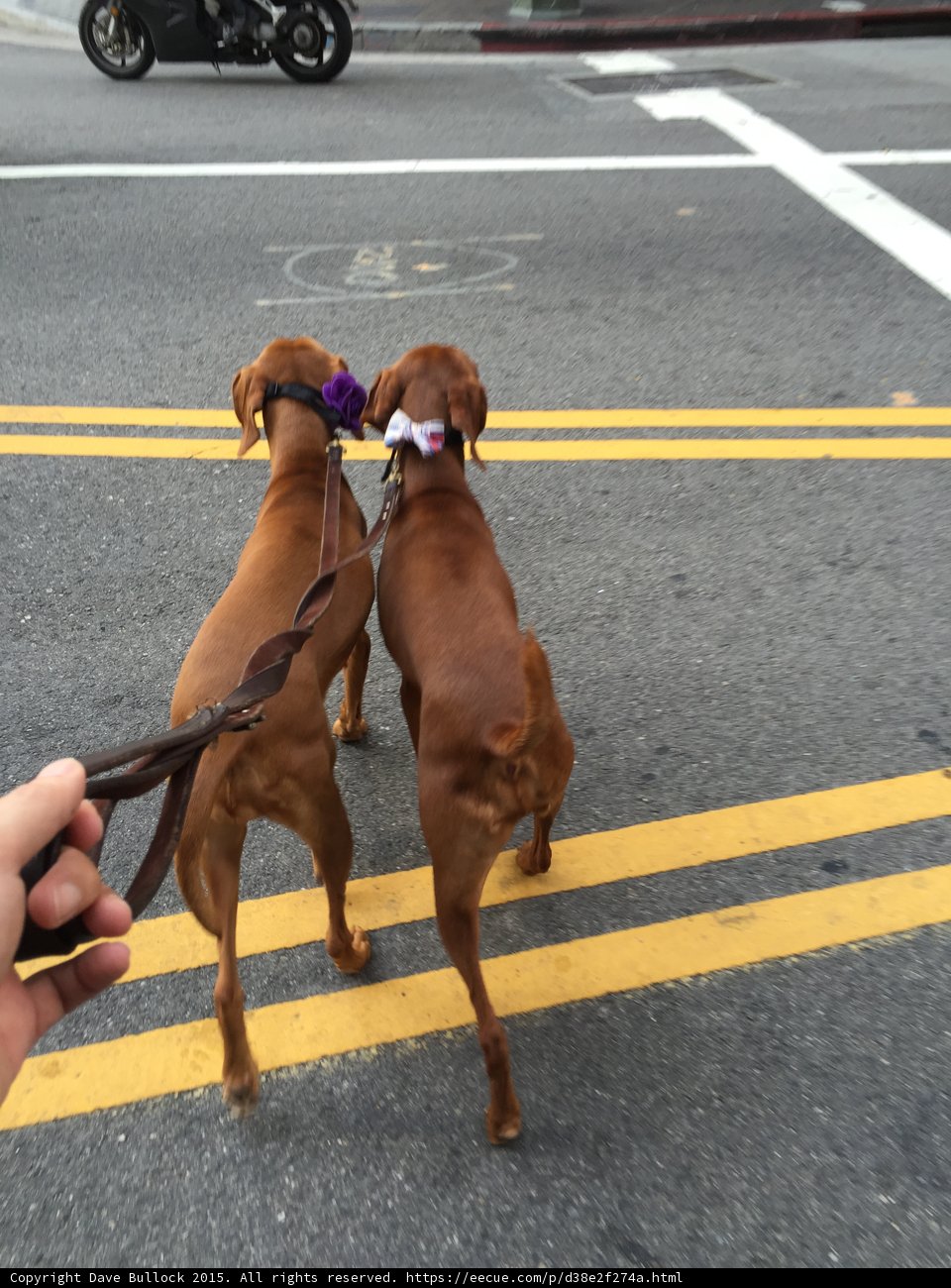 Two Canine Companions Out for a Walk
