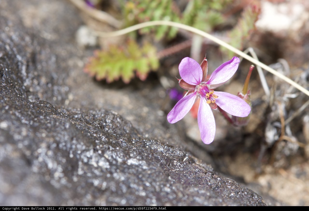 Purple Beauty on the Rocks