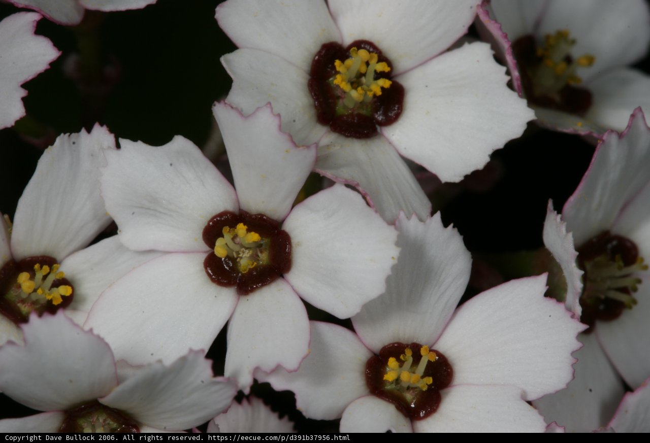 A Close-up of White Flowers