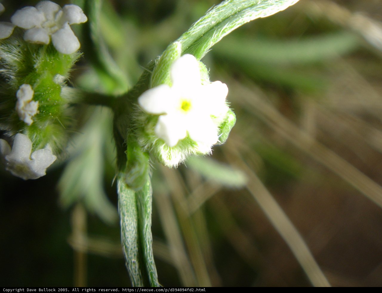 Vivid Geranium Blossom